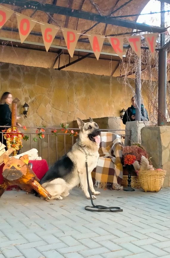 Благотворительная выставка собак в Караганде