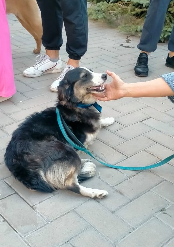 Выставка собак в Караганде