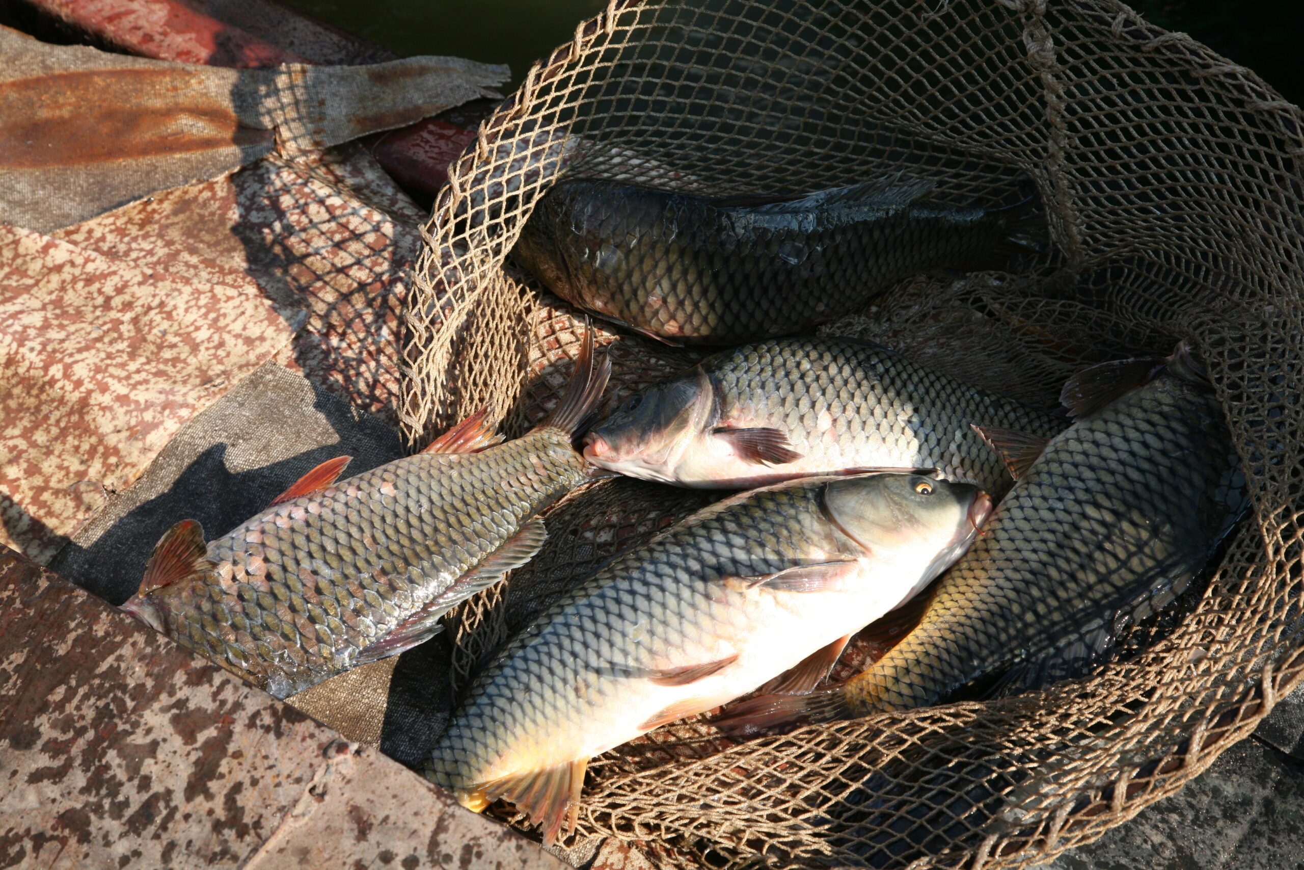 В Казахстане могут увеличить штрафы за незаконную ловлю рыбы