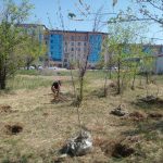 Посадка деревьев 15 мая 5