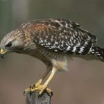 В этом году просторы дикой природы Карагандинского региона облюбовали более 80 соколов