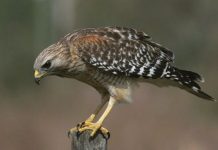 В этом году просторы дикой природы Карагандинского региона облюбовали более 80 соколов