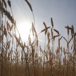 Не используешь – возвращай: в Карагандинской области пресечен самозахват сельхозугодий