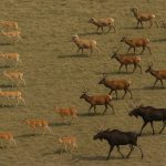 В Карагандинской области ведут учет диких животных