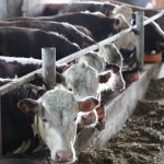 В Карагандинской области взят курс на снижение импортозависимости