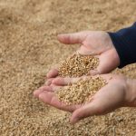 В чем секрет хорошего урожая в Карагандинской области?