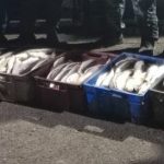 Житель Балхаша незаконно выловил 112 килограммов ценной рыбы