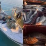 В Балхаше задержали браконьеров, выловивших более 250 килограммов сома, жереха, сазана