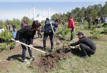 Около семи миллионов деревьев высадят на территории лесного фонда Карагандинской области