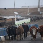 Для чабанов и пастухов в Казахстане снизят пенсионный возраст