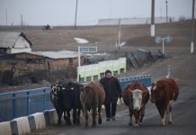 Для чабанов и пастухов в Казахстане снизят пенсионный возраст
