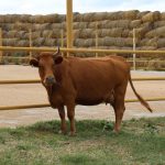 Снизить финансовую нагрузку для животноводов