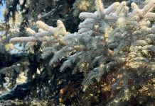 Казгидромет: какая погода ждет жителей Карагандинской области в первые дни нового года?