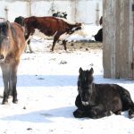 Конину предлагают включить в меню казахстанских школьников и военнослужащих