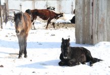 Конину предлагают включить в меню казахстанских школьников и военнослужащих
