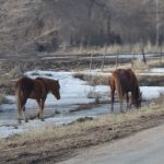 Казахстанская конина будет поставляться в Японию