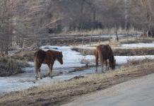 Казахстанская конина будет поставляться в Японию