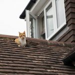 Есть ли ответственность: кто отремонтирует дом?