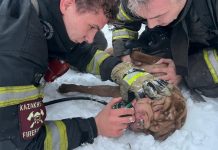 В Караганде эвакуировали 10 человек и спасли собаку