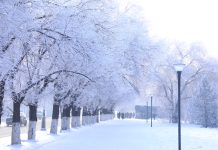 Снег и тишина: утро в Караганде