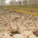 На птицефабрике «Акнар» ввели новый современный птичник с системой «умного» климат-контроля