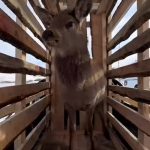 В Каркаралинске на вольный выпас выпустили молодых маралов