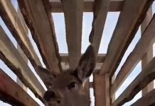 В Каркаралинске на вольный выпас выпустили молодых маралов