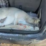 В Карагандинской области расследуют гибель сайги