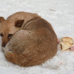 Неприкаянные «хвостики»: проблема, требующая конкретного решения