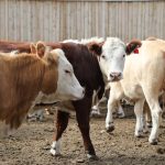 Эпизоотическая обстановка в Карагандинской области остается стабильной