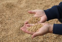 Вместо воинской службы: не хватает агрономов