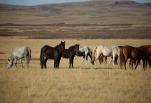 Чтобы скот не болел: в регионе продолжаются плановые противоэпизоотические мероприятия