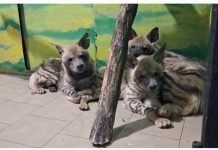 В Карагандинском зоопарке поселились гиены и гиеновидные собаки