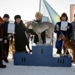 На большую охоту собрались более 100 лучших представителей породы тазы и их владельцы