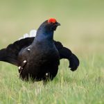 В регионе определены даты открытия весенней охоты на селезней утки и самцов тетерева