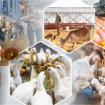 Карагандинские агропредприятия – под защитой государства