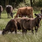 По льготной ставке: государство финансирует отечественных фермеров