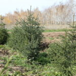 От 10 МРП до уголовного наказания за выброшенный окурок рядом с лесополосой