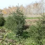 От 10 МРП до уголовного наказания за выброшенный окурок рядом с лесополосой