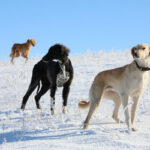 В стране официально утверждена новая памятная дата – День казахских пород собак тазы и тобета