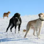 В стране официально утверждена новая памятная дата – День казахских пород собак тазы и тобета