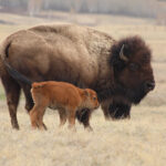 В краю маралов и бизонов