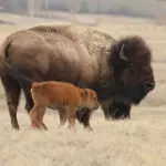 В краю маралов и бизонов