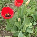 Тюльпан в руке — квитанция в кармане