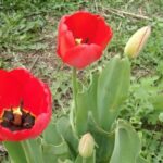 Тюльпан в руке — квитанция в кармане