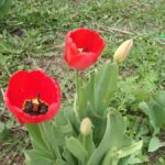 Тюльпан в руке — квитанция в кармане