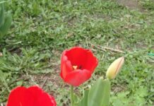 Тюльпан в руке — квитанция в кармане