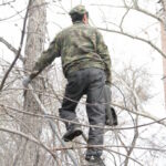 Слишком радикальный уход: В Темиртау продолжаются работы с зелеными насаждениями