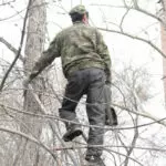 Слишком радикальный уход: В Темиртау продолжаются работы с зелеными насаждениями