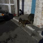 В Темиртау продолжается реализация программы по регулированию численности безнадзорных животных